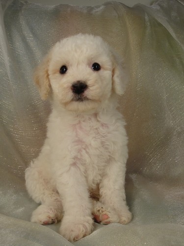 Male cockapoo puppy for sale #9 Born February 20th 2012
